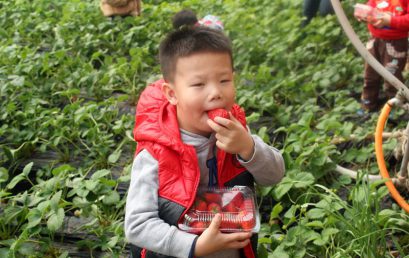 Picking-strawberry activity in Beijing Royal Kindergarten