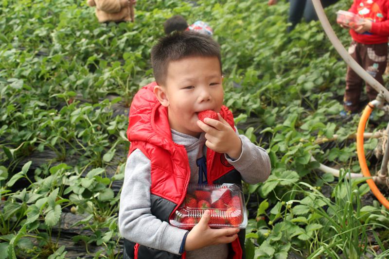 Picking-strawberry activity in Beijing Royal Kindergarten