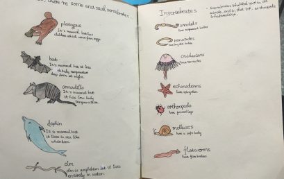 创新课堂丨“我是小老师”活动首节公开课