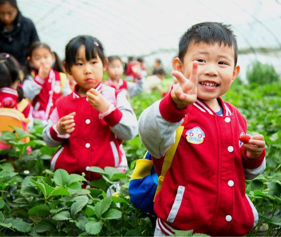 相约草莓采摘园,开启“莓”好生活之旅 —北京王府幼儿园草莓采摘活动