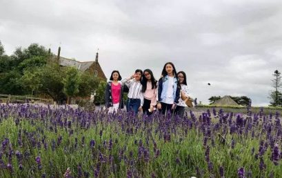 “王府学子在英国”丨中国文化使者与薰衣草农场花园的相遇