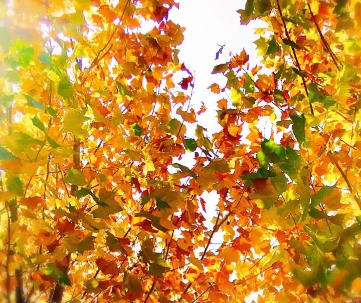 Enjoy the Most Beautiful Fall Pictures of BRFLS