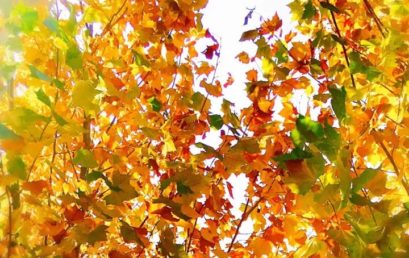 大美王府｜带你领略醉美深秋