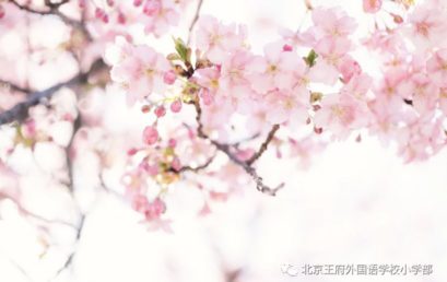 Spring Field Trip Day 2 | Gambol In The Flower Field