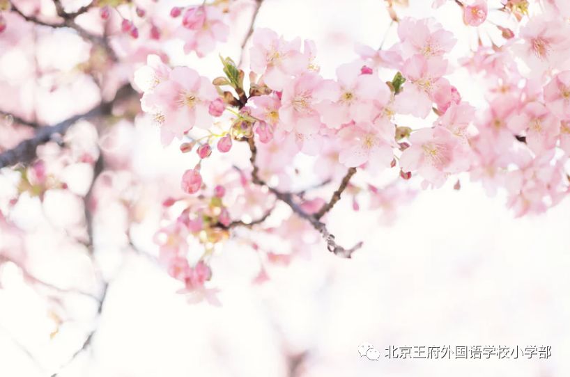 Spring Field Trip Day 2 | Gambol In The Flower Field