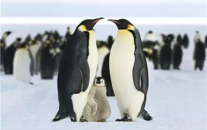 家校携手，培育“尽责小精灵”｜三年级特辑