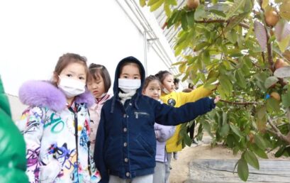 快来pick你的菜！｜KG学部采摘之旅