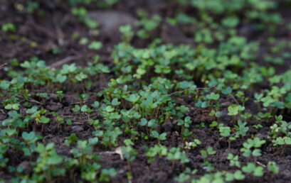Cultivating Learning Through Campus Greenhouse Project